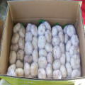 Ajo blanco normal fresco en bolsa de malla de 500g o 1 kg dentro de 10 Kg / caja para MID-East Market